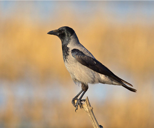 Хэрээ (Саарал хэрээ)